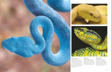 Snakes. From Vipers to Boa Constrictors - фото 4