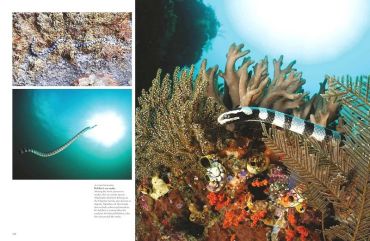 Snakes. From Vipers to Boa Constrictors - фото 5