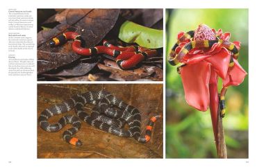 Snakes. From Vipers to Boa Constrictors - фото 6