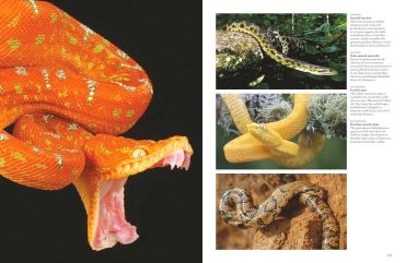 Snakes. From Vipers to Boa Constrictors - фото 7