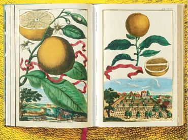 J. C. Volkamer. The Book of Citrus Fruits - фото 5