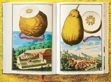 J. C. Volkamer. The Book of Citrus Fruits - фото 7