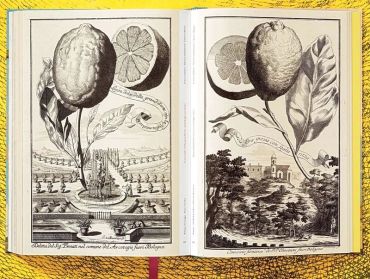J. C. Volkamer. The Book of Citrus Fruits - фото 10