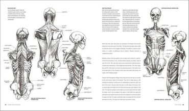 Anatomy for the Artist - фото 4