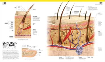 The Complete Human Body - фото 3