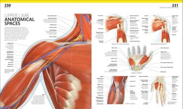 The Complete Human Body - фото 6