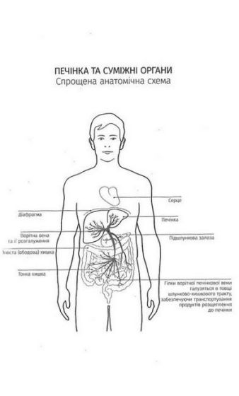 Внутрішня історія. Приховані сили вашої печінки - фото 4