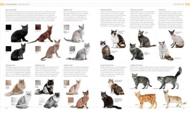 The Cat Encyclopedia - фото 2