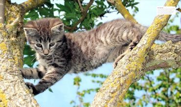 The Cat Encyclopedia - фото 3