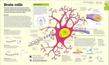 How the Brain Works - фото 2