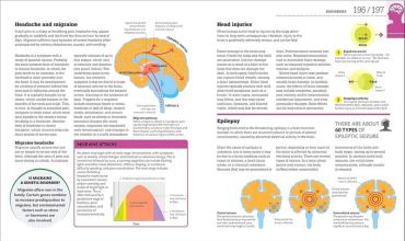 How the Brain Works - фото 7