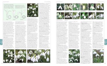 RHS A-Z Encyclopedia of Garden Plants. 4th edition - фото 5