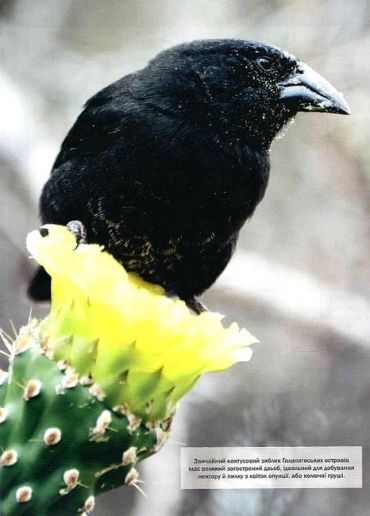 Велика книга тварин - фото 6