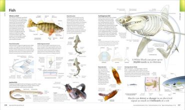 The Visual Encyclopedia - фото 4