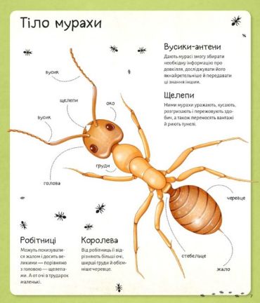 Світ мурах - фото 7