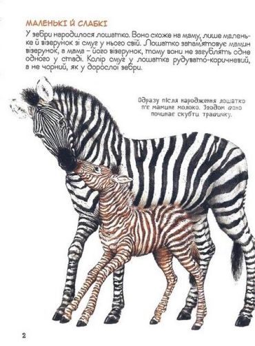 Мами та малюки. Дивовижний світ тварин - фото 2