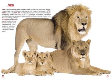 Велика книжка. Дикі кішки - фото 2