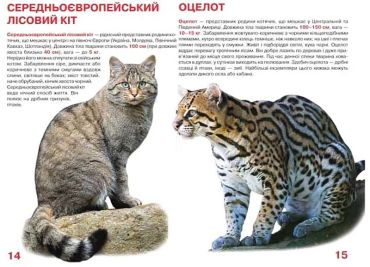 Велика книжка. Дикі кішки - фото 3