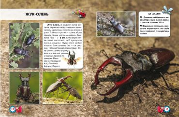 Світ навколо нас. Комахи - фото 2