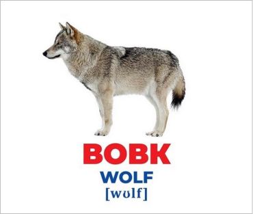 Геній з пелюшок. Тварини України. Демонстраційний матеріал - фото 2