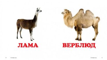 У зоопарку - фото 4