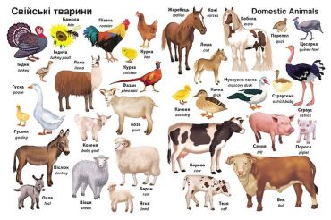 Перші слова. Тварини + англійска - фото 2