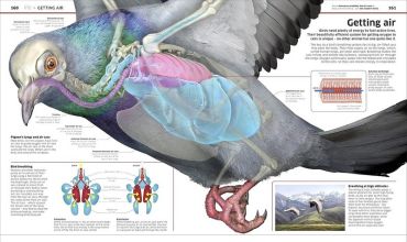 Knowledge Encyclopedia. Science! - фото 7