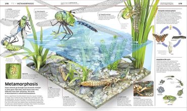 Knowledge Encyclopedia. Science! - фото 8
