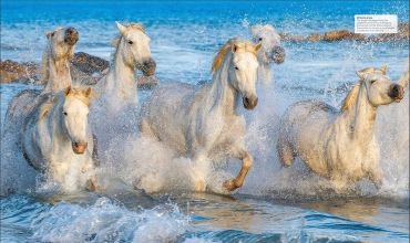 The Horse Encyclopedia - фото 4