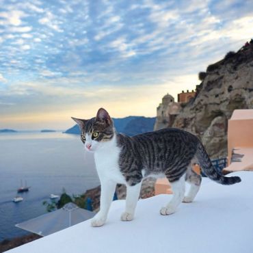 Greek Island Cats 2022 - фото 2