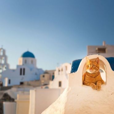 Greek Island Cats 2022 - фото 3