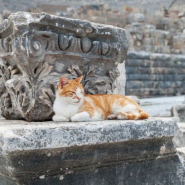 Greek Island Cats 2022 - фото 4