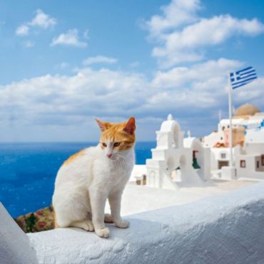 Greek Island Cats 2022 - фото 9