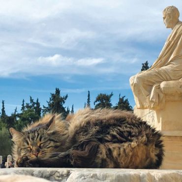 Greek Island Cats 2022 - фото 11