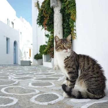Greek Island Cats 2022 - фото 13
