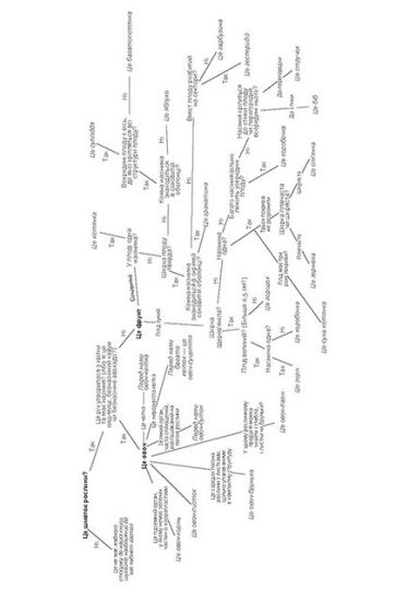 Фрукти проти овочів - фото 6