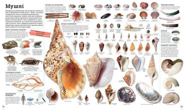 Дивипедія - фото 6