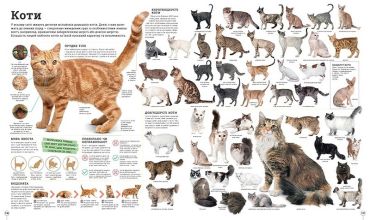 Дивипедія - фото 8