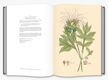 Joseph Banks Florilegium - фото 5