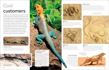 Eyewitness. Reptile - фото 5