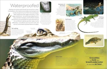 Eyewitness. Reptile - фото 6