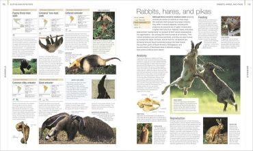 Animal. The Definitive Visual Guide - фото 3