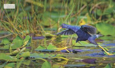 Bird. The Definitive Visual Guide - фото 2