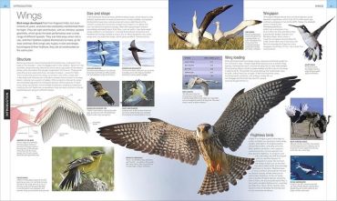 Bird. The Definitive Visual Guide - фото 3