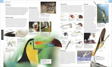 Bird. The Definitive Visual Guide - фото 4