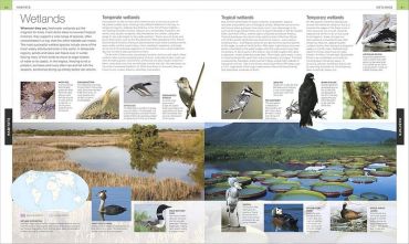 Bird. The Definitive Visual Guide - фото 6