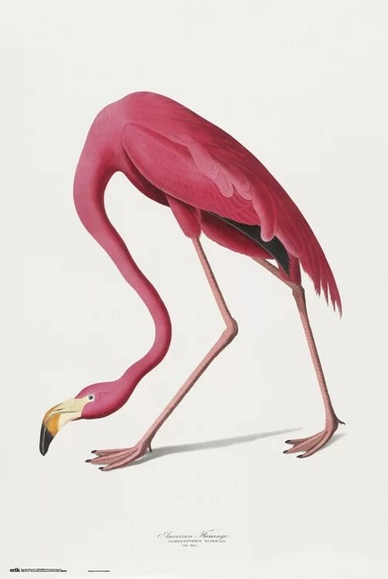 American Flamingo (Постер)